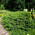 Микробиота перекрестнопарная Green Carpet