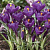 Крокус крупноцветковый Flower Record