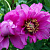 Пион ИТО Morning Lilac