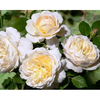 Роза Crocus Rose