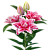 Лилия Roselily Bianca