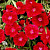 Гвоздика китайская Coronet scarlet