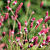 Кровохлебка лекарственная Pink Tanna