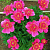 Пион лекарственный Anemoneflora