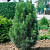 Сосна чёрная Green Rocket