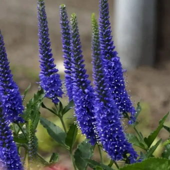 Вероника колосистая Anniversary Blue