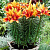 Лилия Tiny Orange Sensation