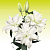 Лилия Roselily Nadia
