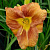 Лилейник EveryDaylily Bronze
