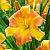 Лилейник EveryDaylily Punch Yellow