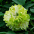 Пион древовидный Green Jade