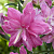 Лилия Lotus Dream