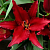 Лилия Firebolt
