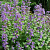 Котовник Фассена Blue Wonder