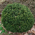 Пихта субальпийская Green Globe