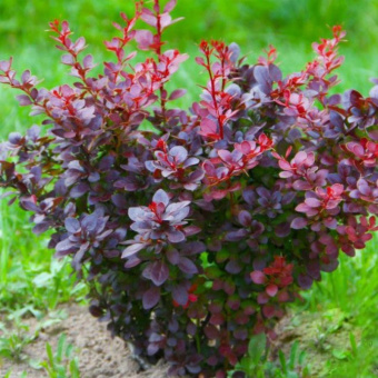 Барбарис Тунберга Atropurpurea Nana