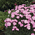 Гвоздика Перистая Dinetta Soft Pink