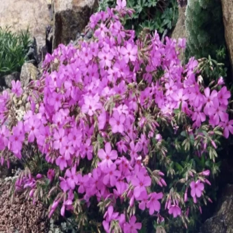 Флокс стелющийся Rosea