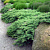 Можжевельник казацкий  Rockery Gem