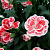Гвоздика Oscar White and Red