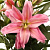 Лилия Roselily Sara