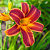 Лилейник EveryDaylily Red Rib