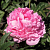 Пион Молочноцветковый Princess Margaret