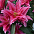 Лилия Roselily Elena