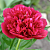 Пион Молочноцветковый Red Sarah Bernhardt