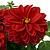 Георгин Dahlietta Select Tessy