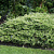 Можжевельник горизонтальный Variegata