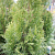 Туя западная Smaragd Light White