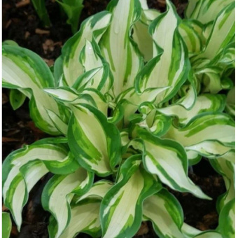 Хоста Kiwi spearmint