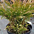 Можжевельник казацкий  Variegata