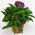 Гвоздика турецкая Barbarini Purple Picotee