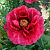 Пион Древовидный  Red Flower Hidden Among Twigs