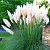 Кортадерия Cелло White Feather