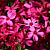Флокс шиловидный Atropurpurea