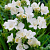 Фрезия Double White