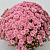 Хризантема мелкоцветковая Baby mum pink